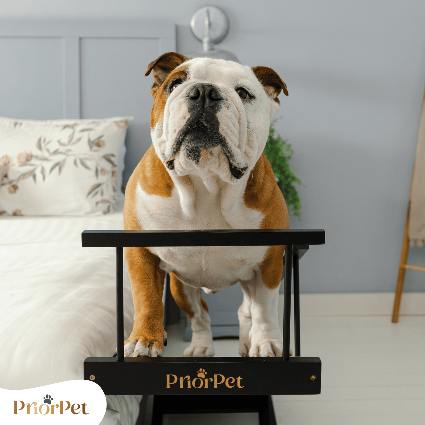 Rampa del perro para la cama