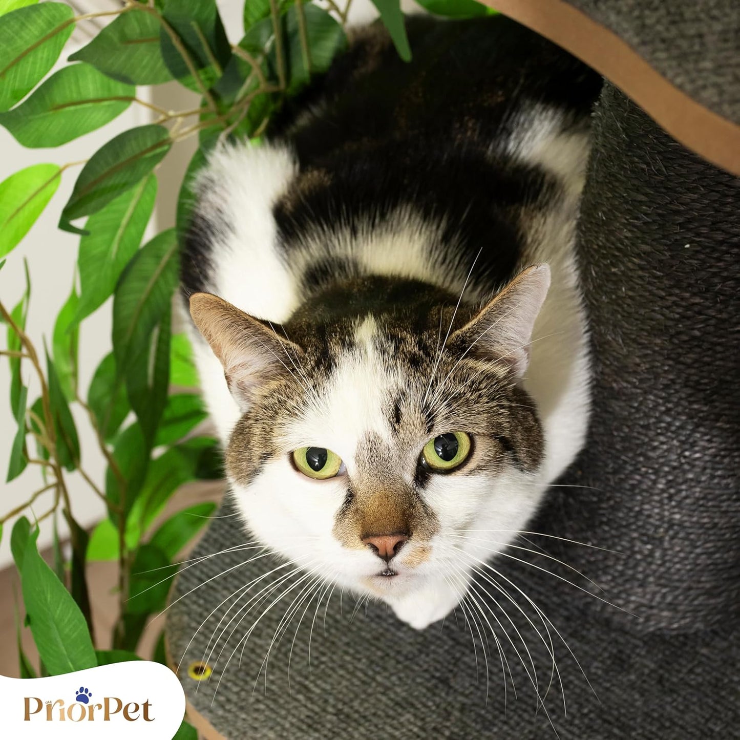 Kattenboom met verwisselbare bladeren