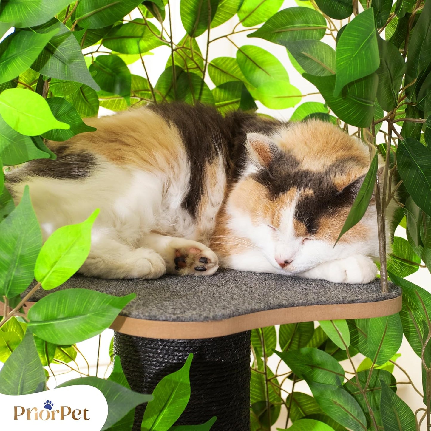 Kattenboom met verwisselbare bladeren