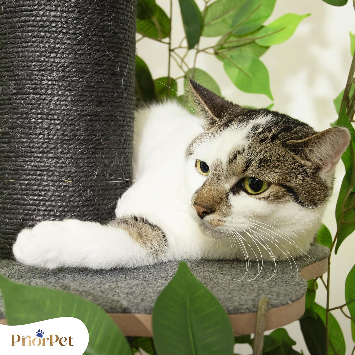Kattenboom met verwisselbare bladeren