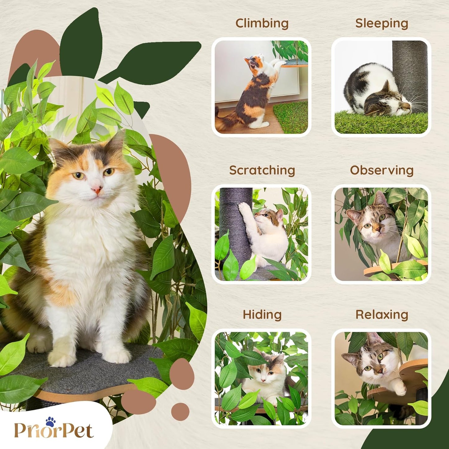 Kattenboom met verwisselbare bladeren