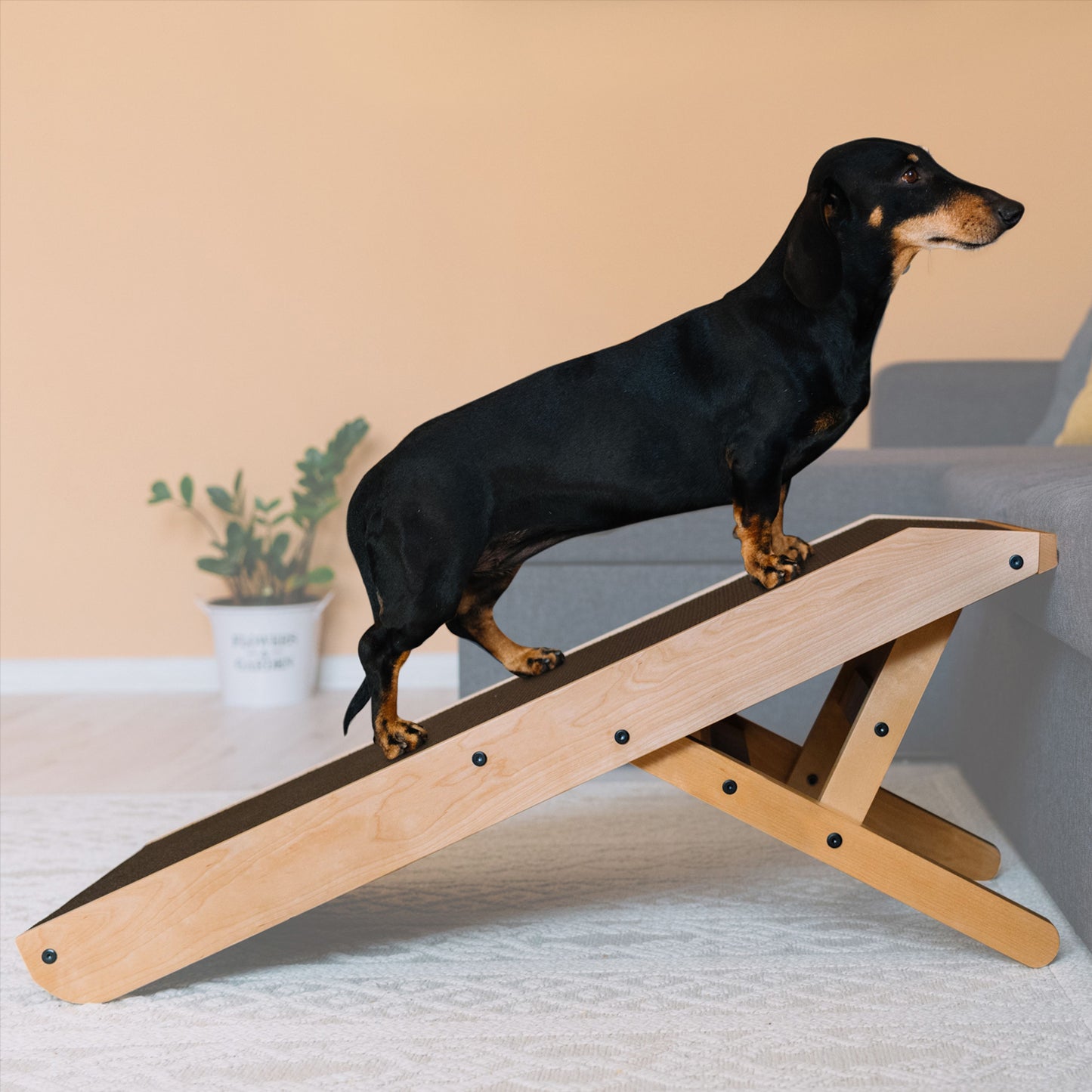 Rampe de chien pour canapé