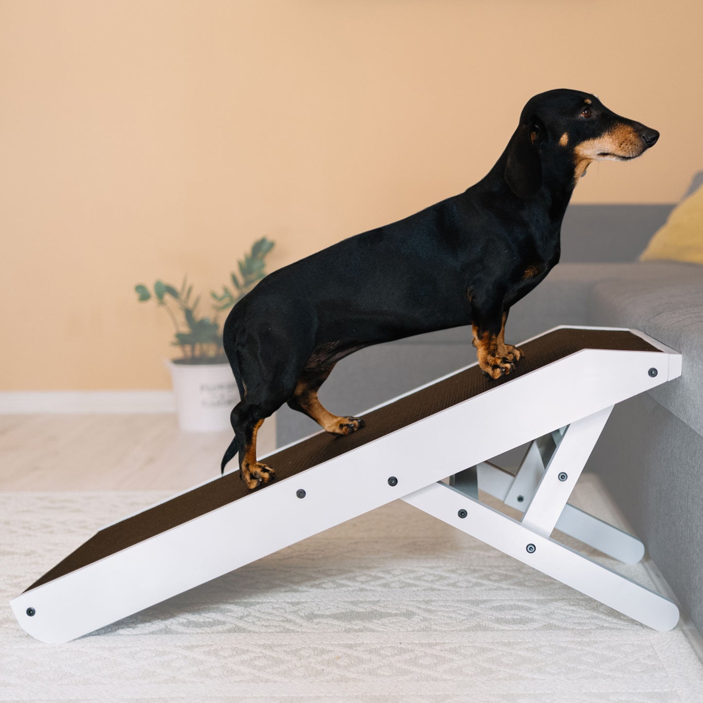 Rampe de chien pour canapé